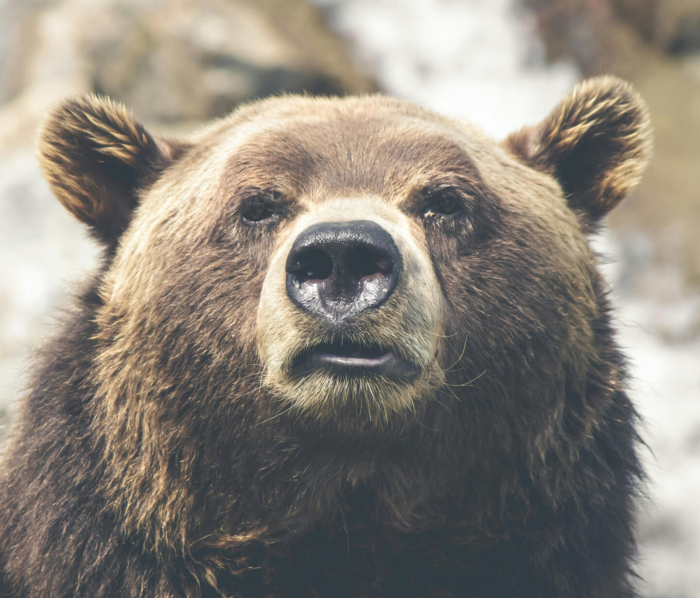 Brown bear close up of face