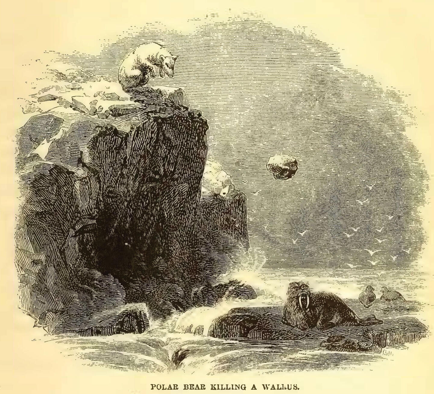 Old engraving of an illustration of a polar bear on a clifftop throwing a rock at a walrus below.